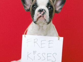 כלב מחזיק שלט של נשיקות חינם