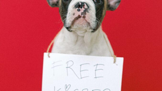 כלב מחזיק שלט של נשיקות חינם